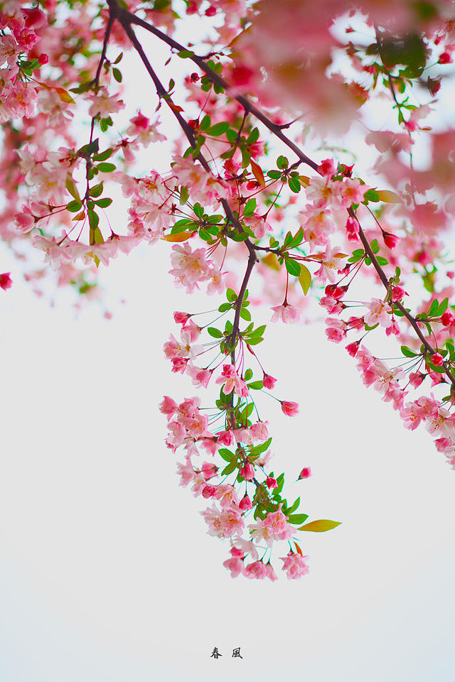 种桃种李种春风