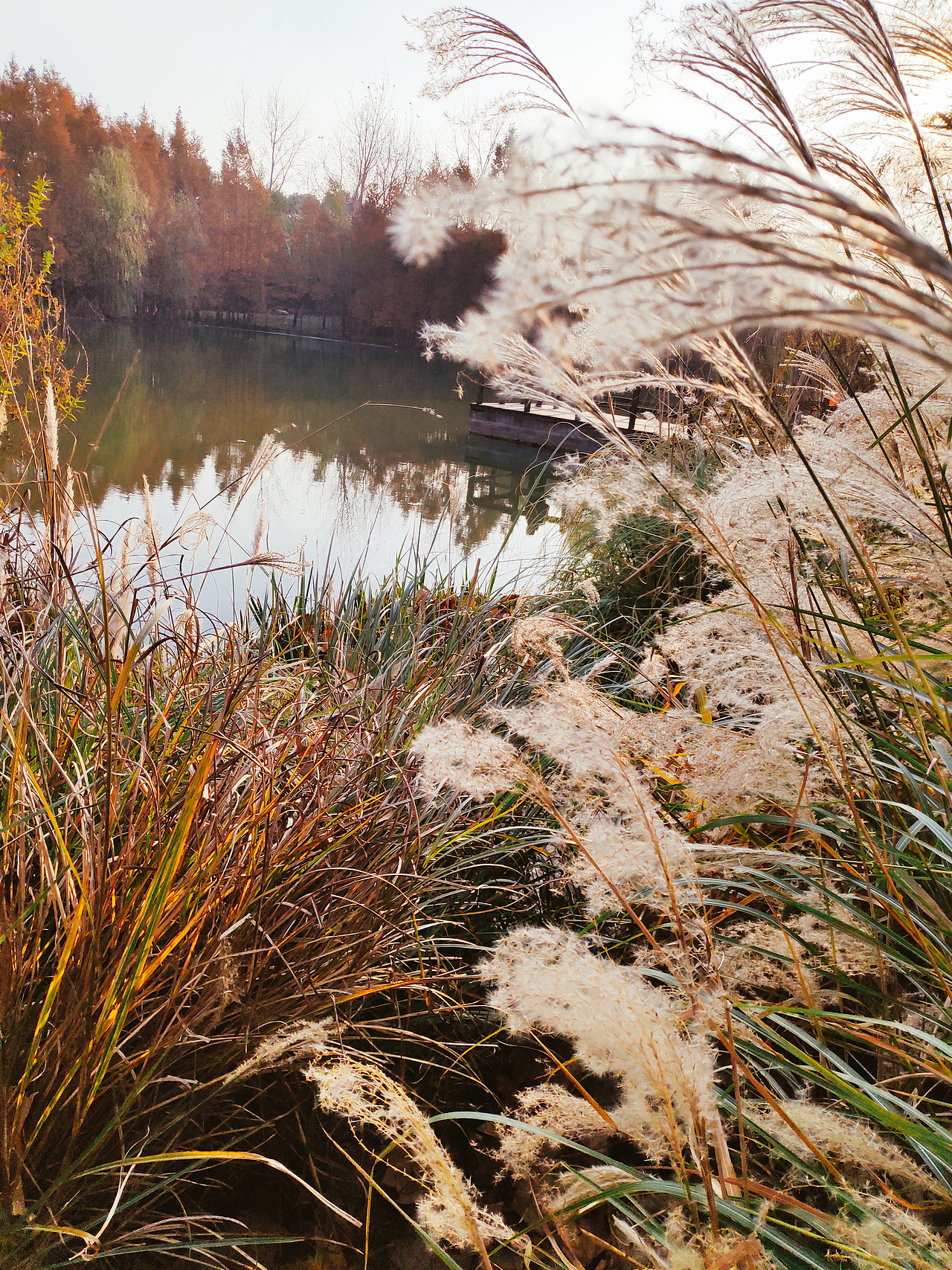 蒹葭苍苍,白露为霜