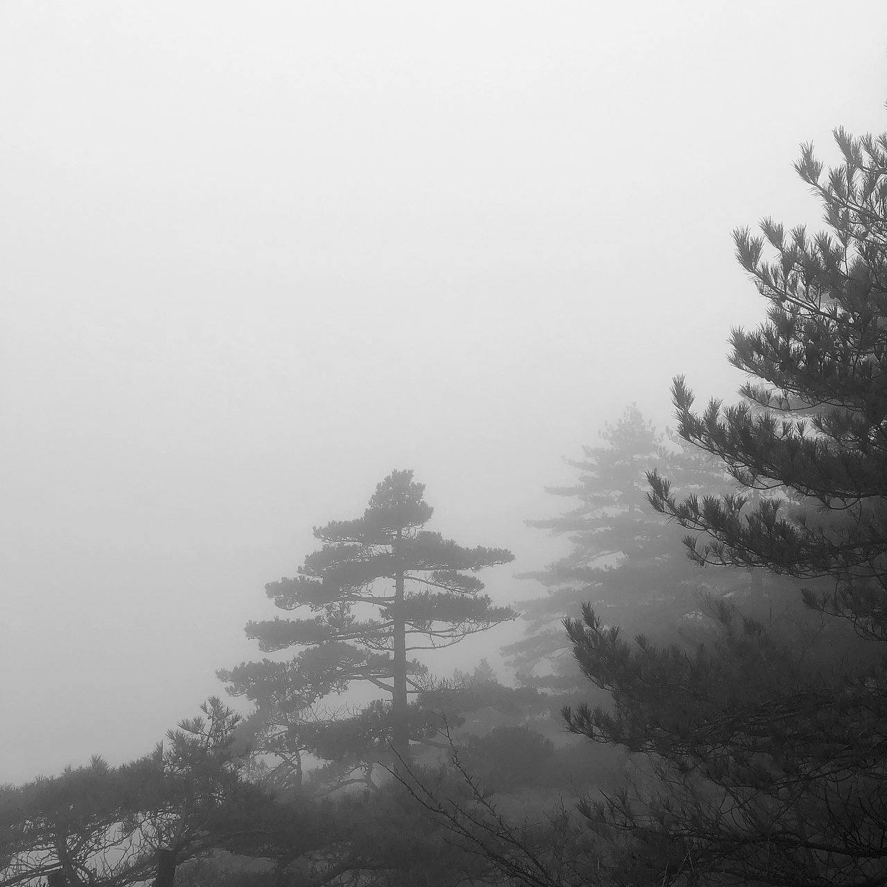 黄山植物（图ZMTM2MzUzODgw） - 人文/纪实摄影 - 站酷设计师wangtingbj4原创素材 - 站酷ZCOOL