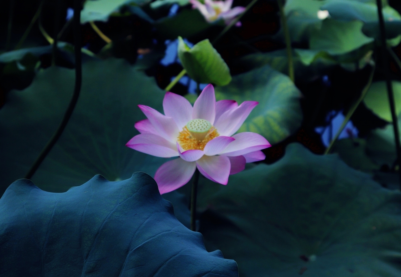 荷花拍摄（图ZMjUxNjI2NTA0） - 风光摄影 - 站酷设计师D邓婕原创素材 - 站酷ZCOOL