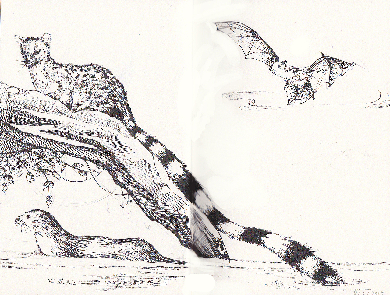 沈石溪动物小说插图