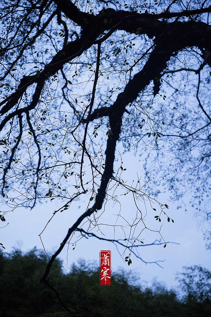 国风静物摄影 | 花雕醉蟹。（图ZMjc3NTg2NDQ4） - 美食摄影 - 站酷设计师萧寒Jevil原创素材 - 站酷ZCOOL