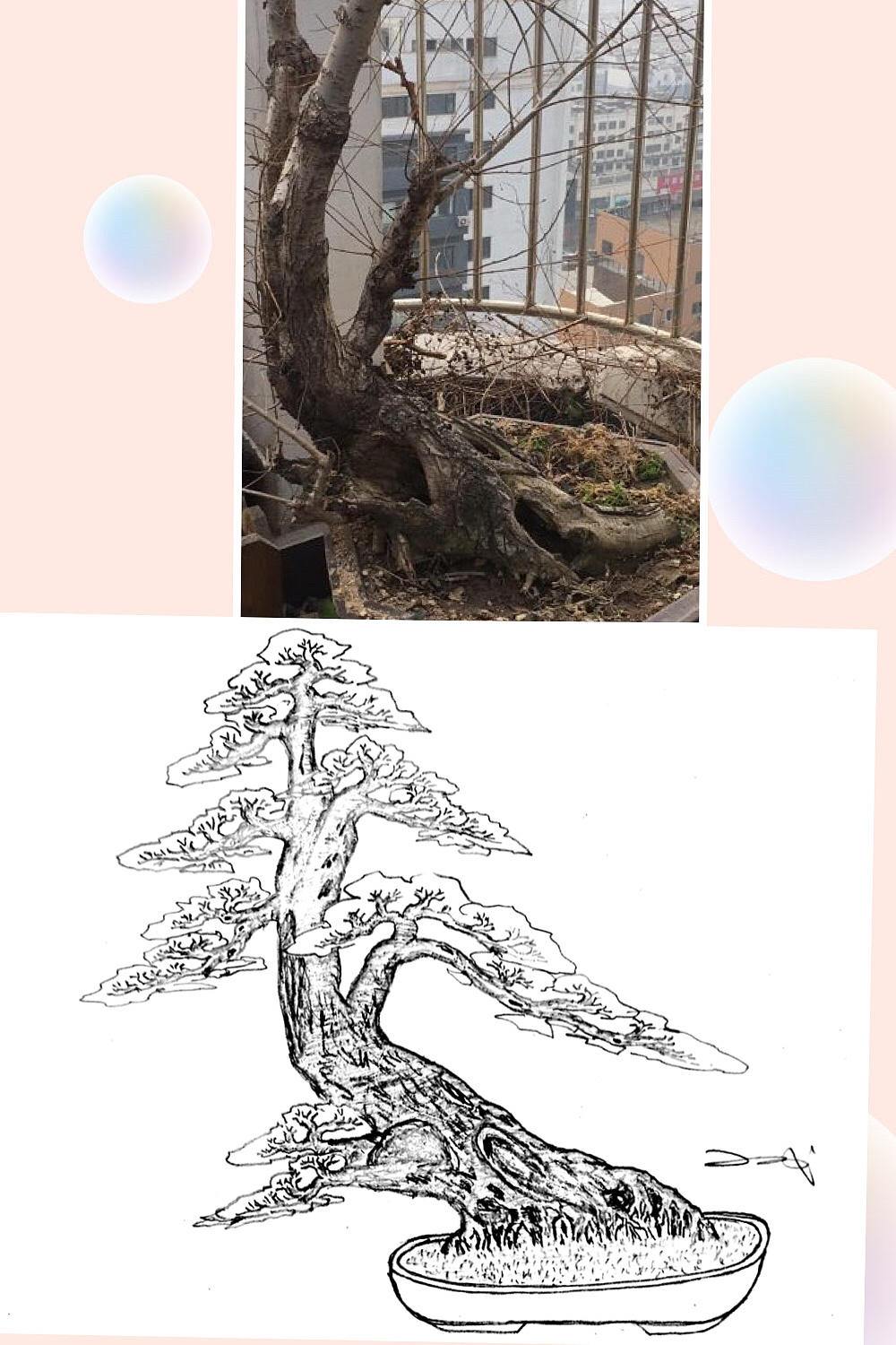 手绘盆景设计效果图