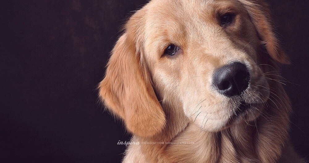 用境摄 去影心【动物摄影师何某某个人作品4】