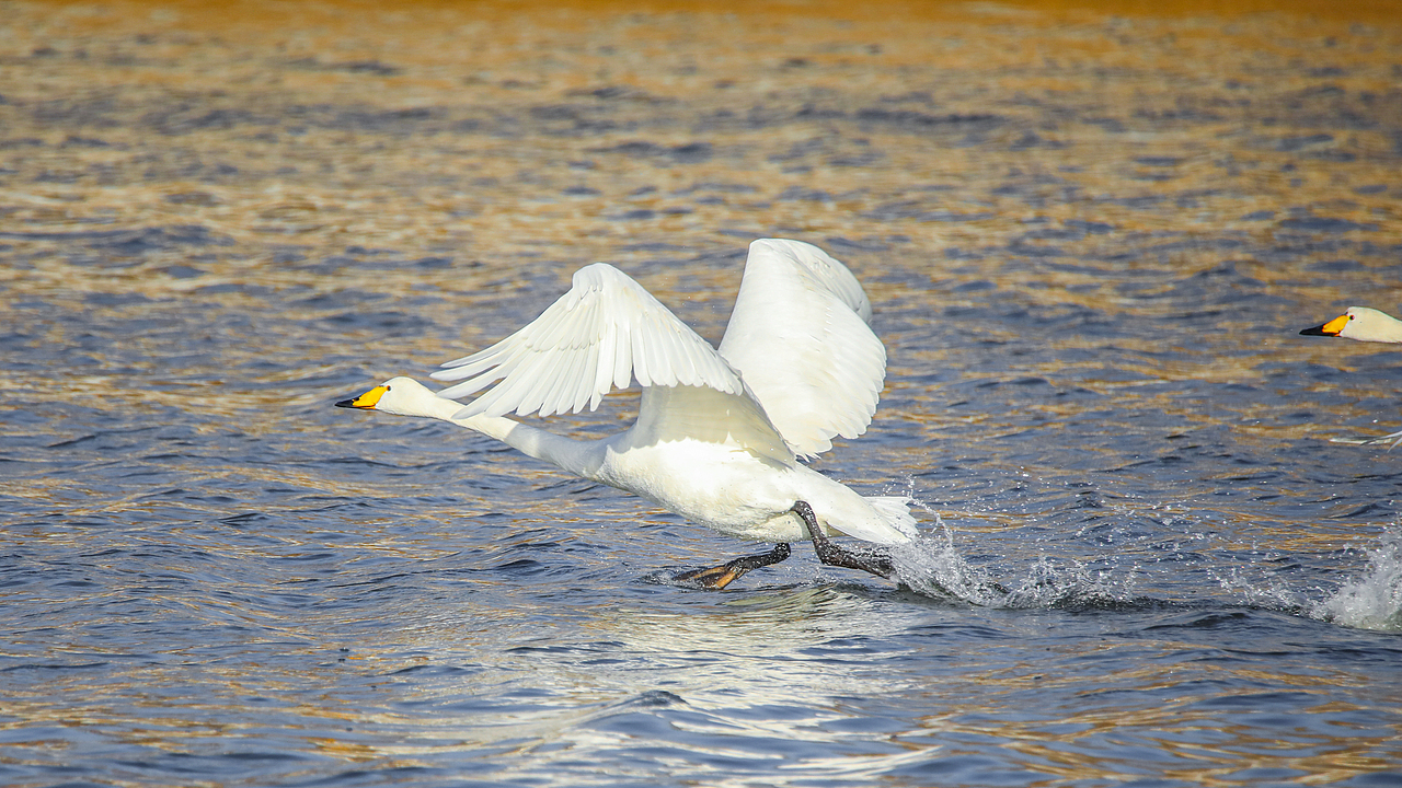 野生保护动物丨大天鹅