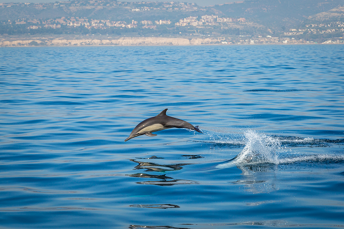 还拍了不少海豚跳水的照片