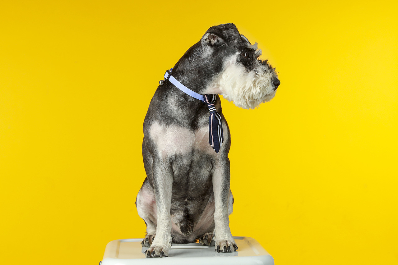 一只又叫糖豆的火鍋（圖ZMTE0MTM4NzQ4） - 寵物攝影 - 站酷設計師李屹倬原創(chuàng)素材 - 站酷ZCOOL