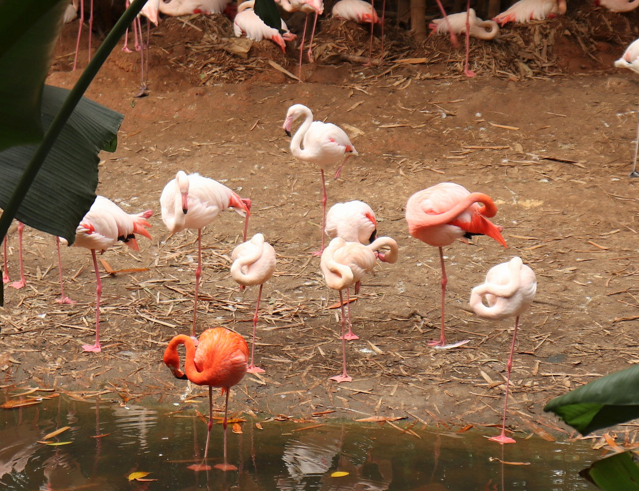 动物拍摄-广州长隆（图ZMjUxNjI3MjY0） - 风光摄影 - 站酷设计师D邓婕原创素材 - 站酷ZCOOL
