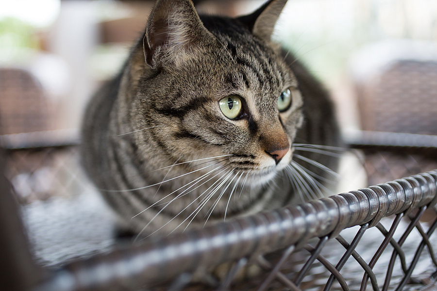 窗口、书架，茶几台都是好地方！