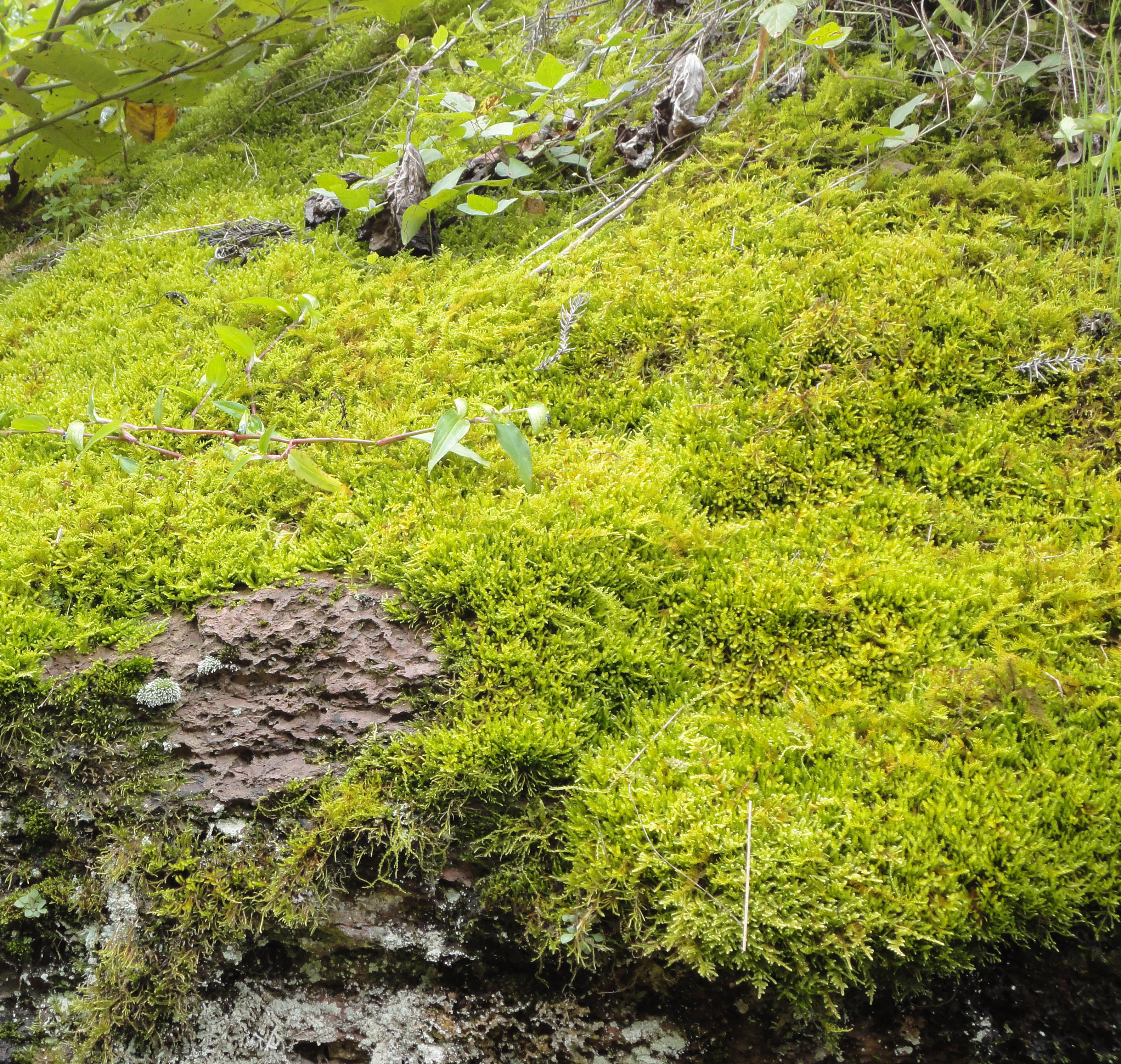 迎捌詞的個(gè)人主頁（封面預(yù)覽） - 主頁封面設(shè)置 - 站酷設(shè)計(jì)師迎捌詞原創(chuàng)素材 - 站酷ZCOOL