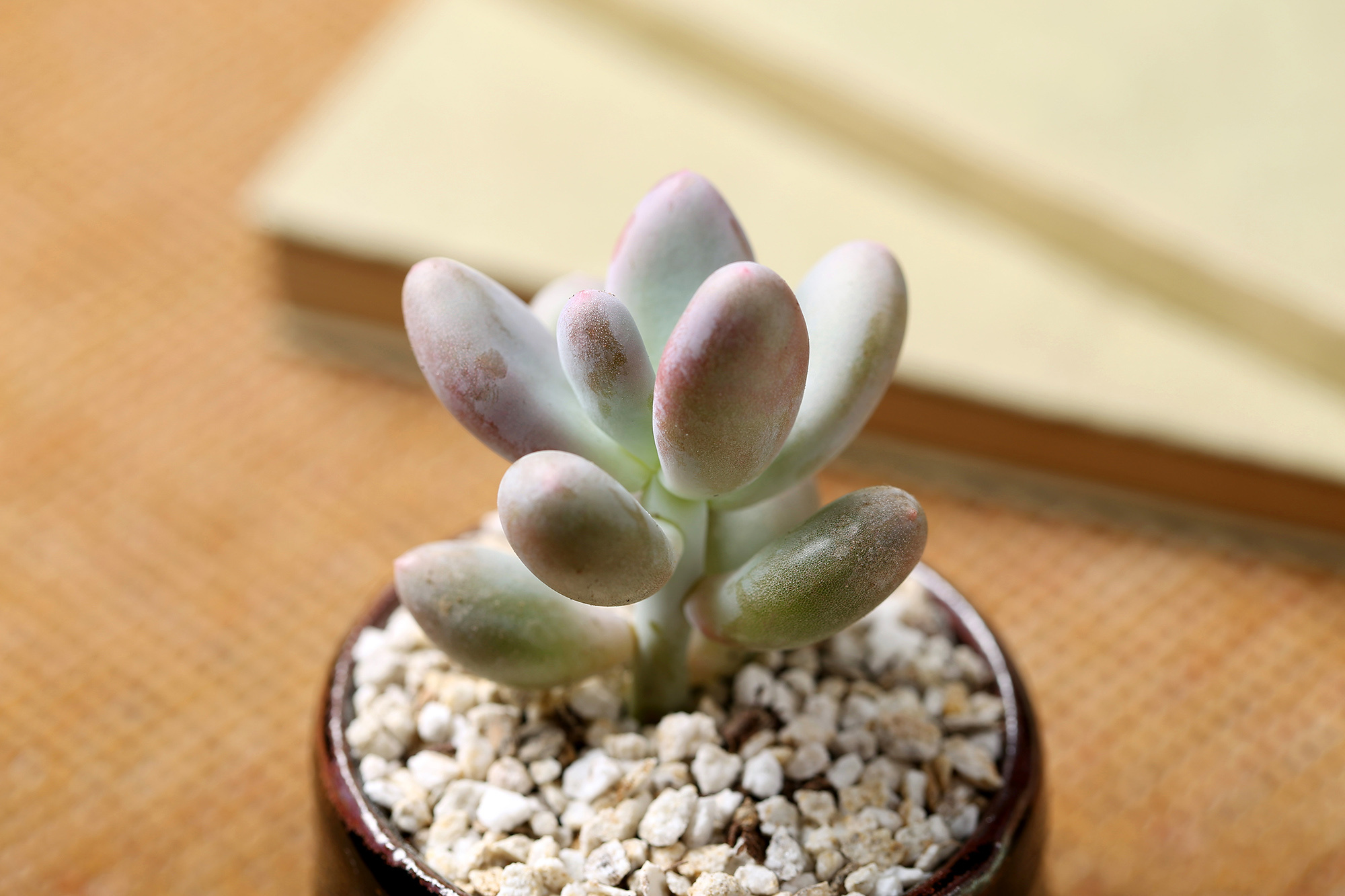 多肉植物 绿植 盆栽 桃美人