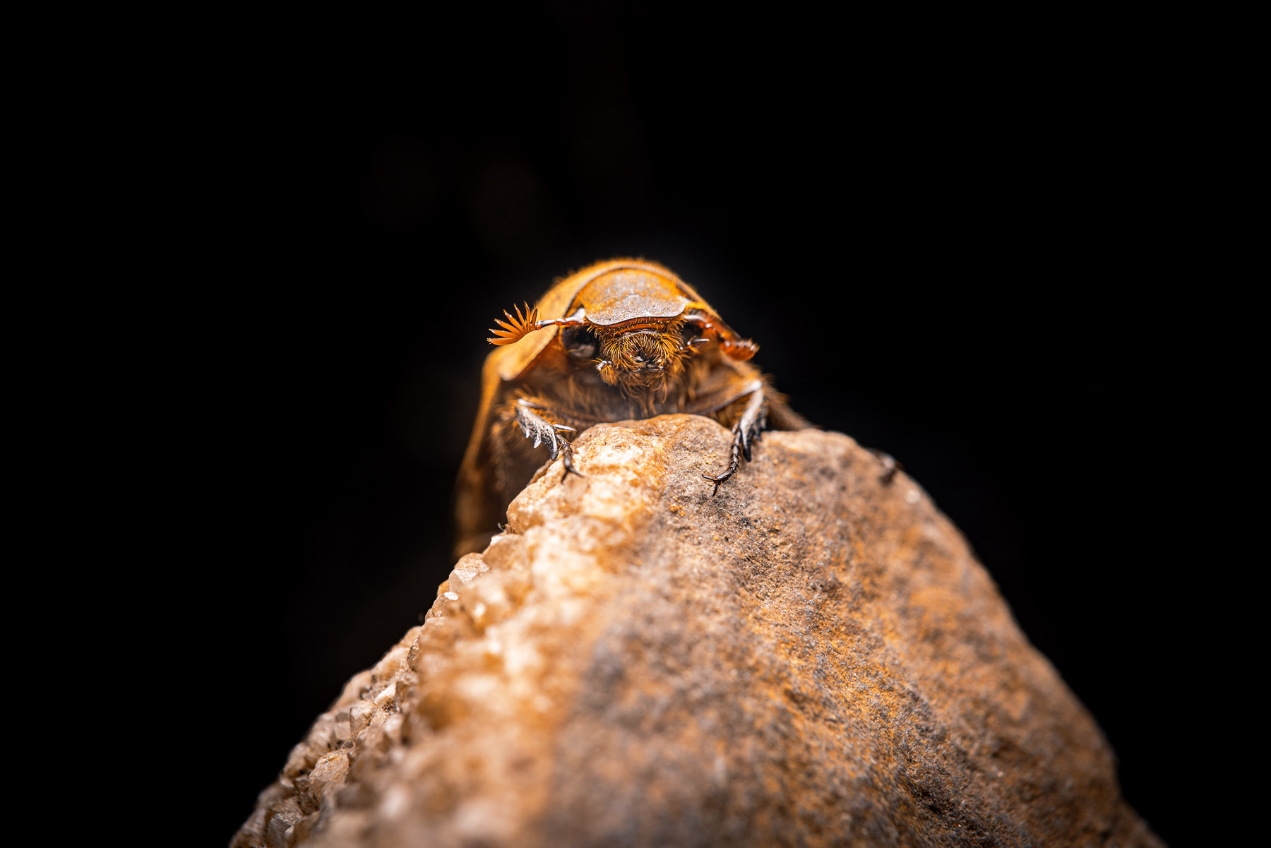 褐金龟图片