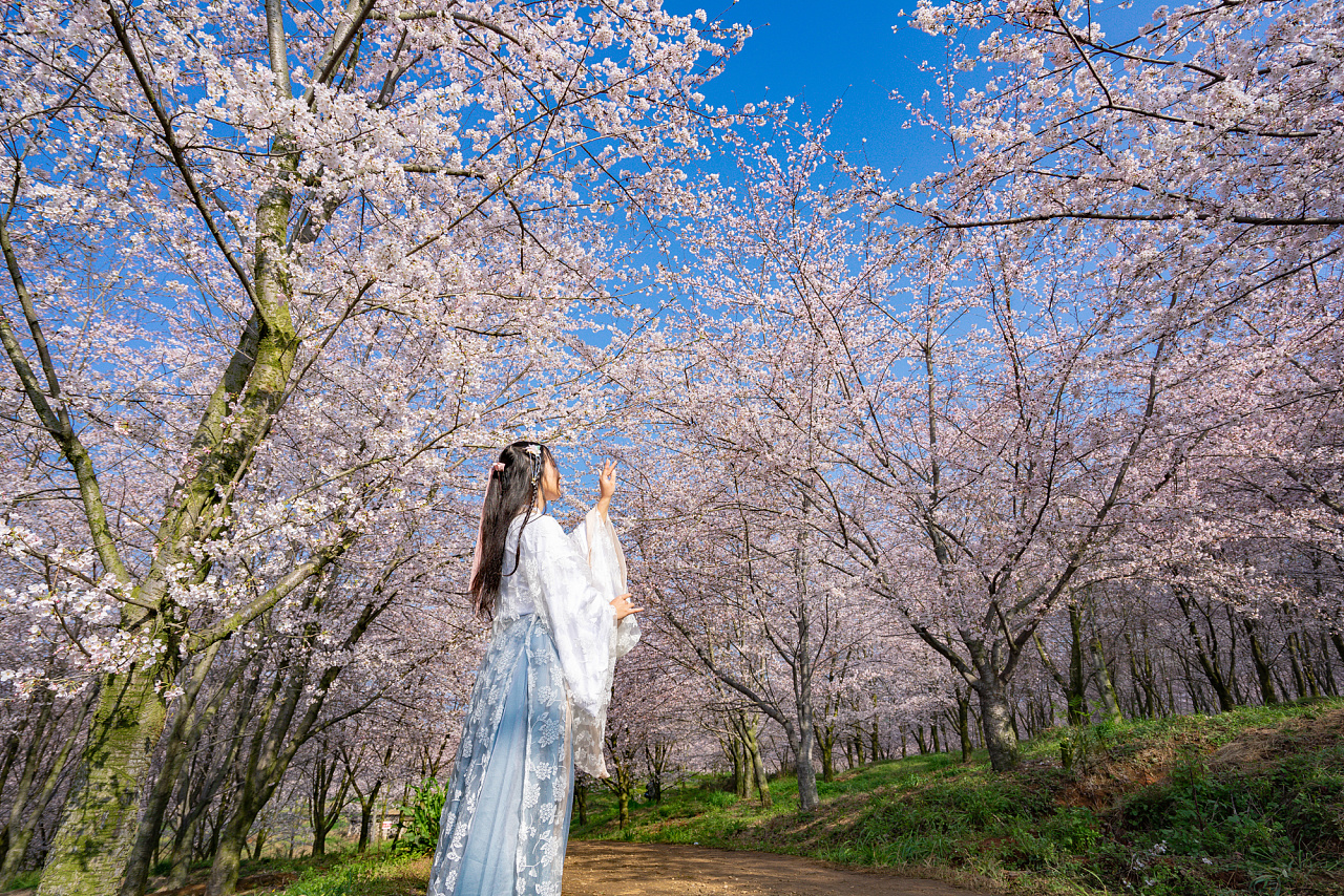 贵安樱花园的汉服