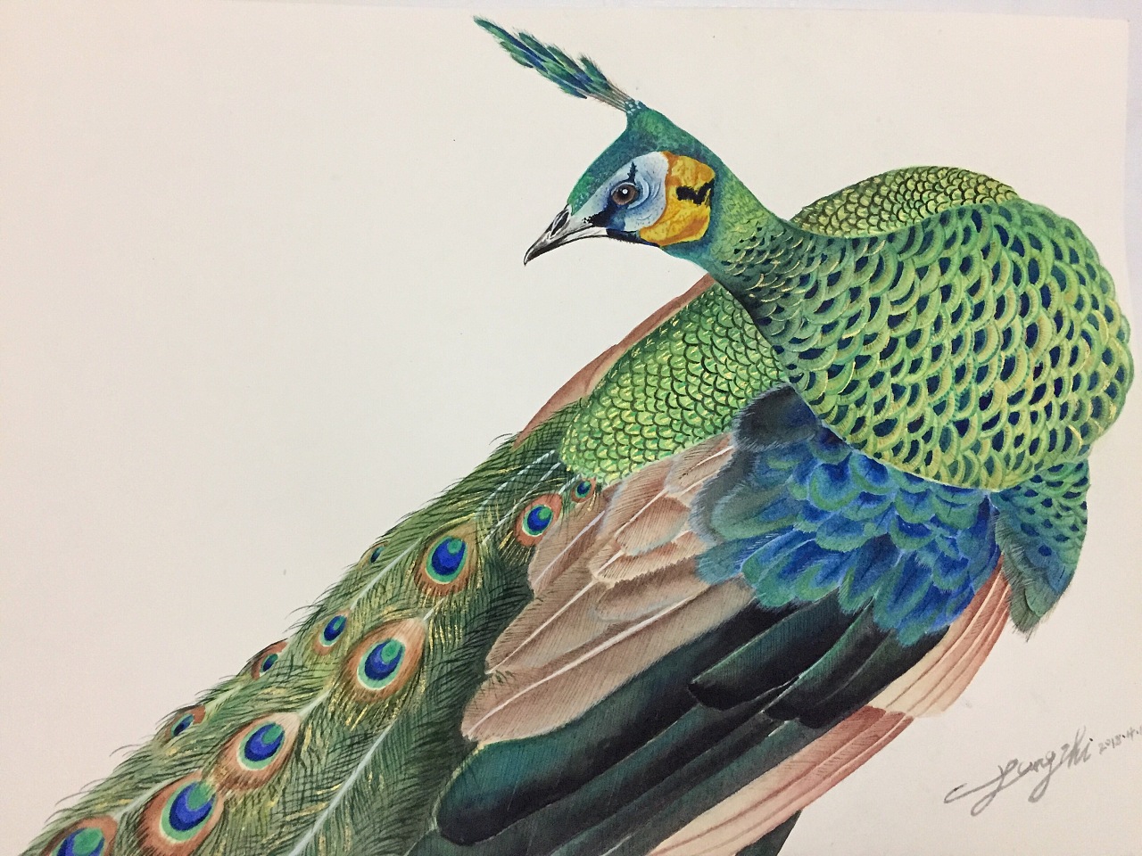 【绿孔雀】|纯艺术|绘画|抹茶不吃胡萝卜 - 原创作品 - 站酷 (zcool)