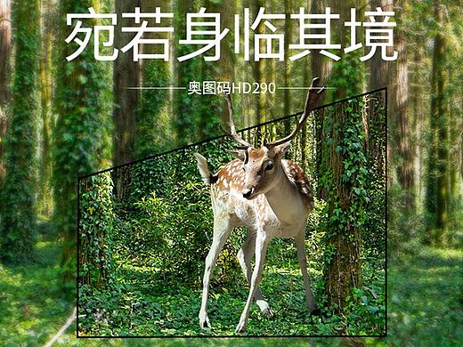投影详情