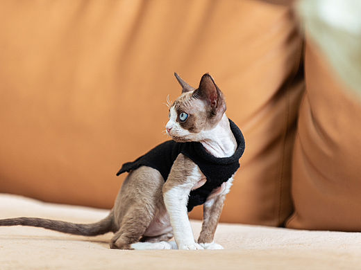 德文（两个月）（个人主页-ZNjgzOTkyODg=） - 宠物摄影 - 站酷设计师MrJimyDong原创素材 - 站酷ZCOOL