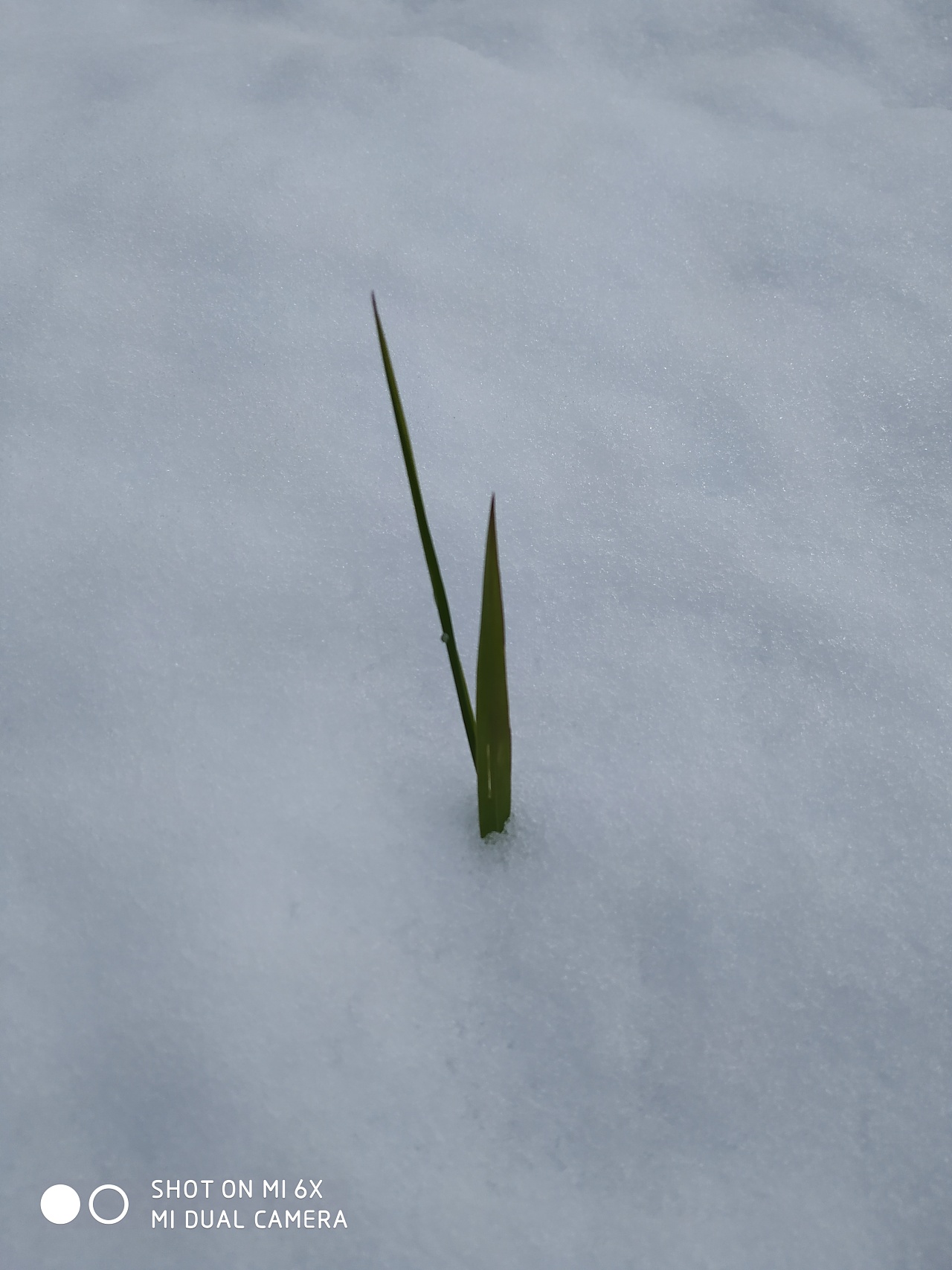 2年前 9 0 0 大兴安岭  |  摄影师 春到雪未融,小草钻出雪面.