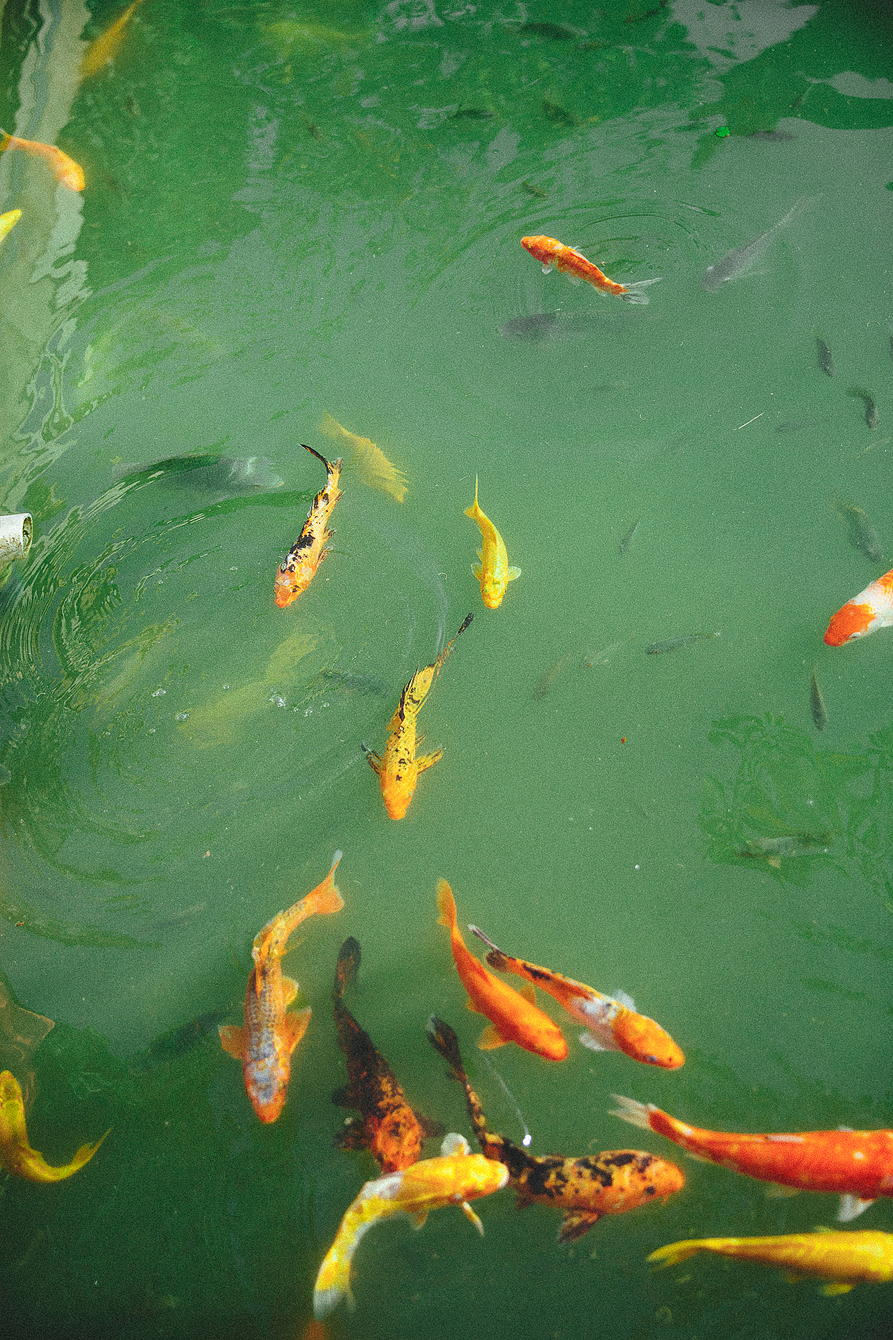 STA_Group x Remedy® 2020 A/W Co-produced