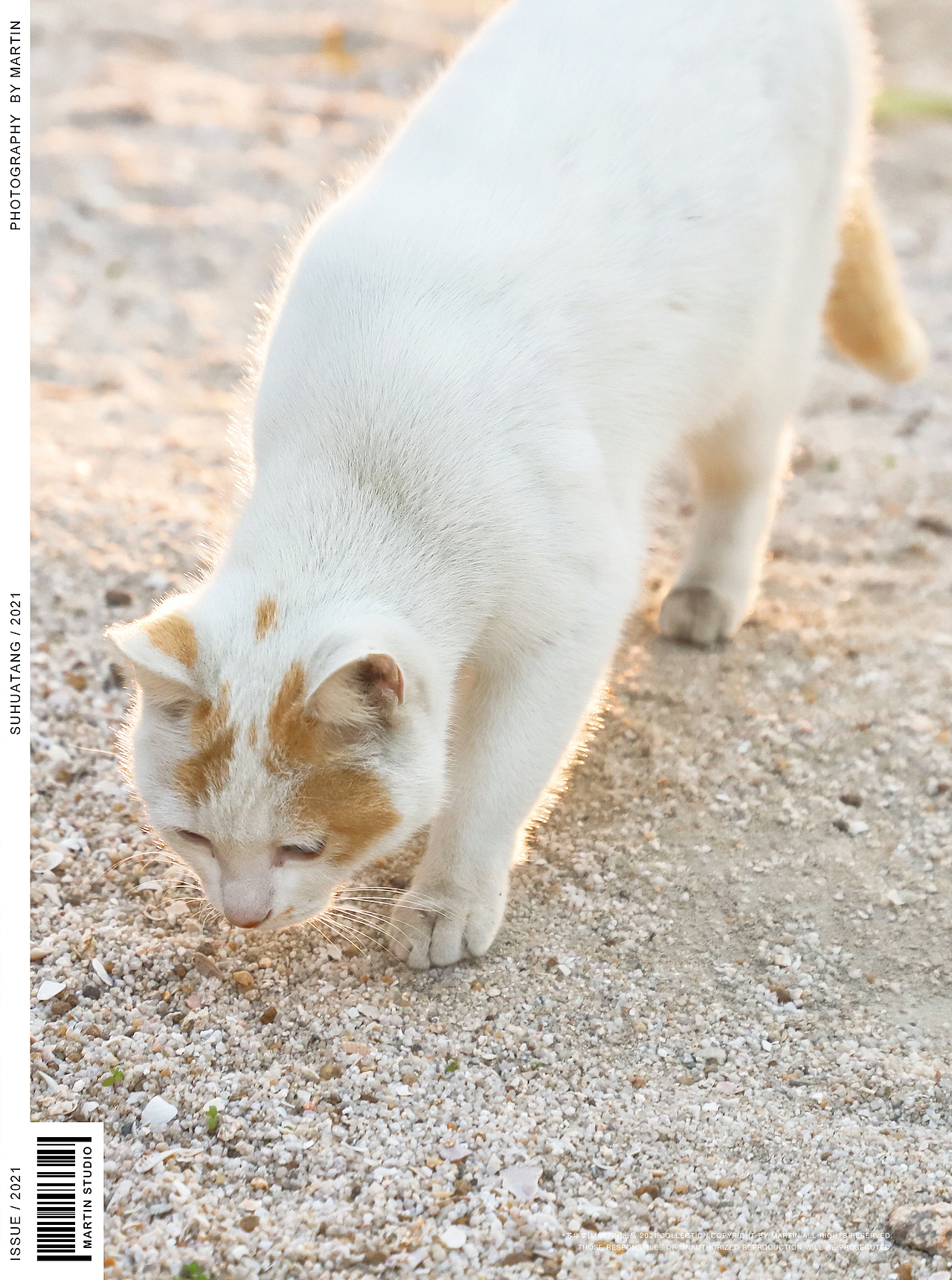 猫【一】（图ZMjQ1MjM4ODgw） - 宠物摄影 - 站酷设计师苏华棠原创素材 - 站酷ZCOOL