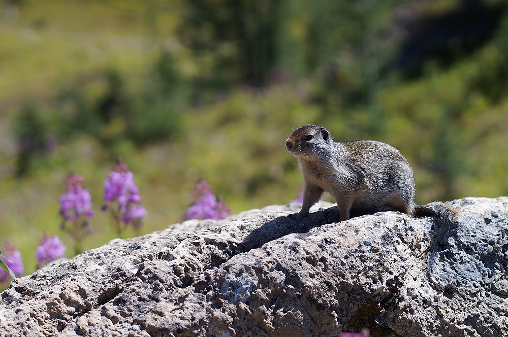 班夫著名的滑雪胜地, 夏季观光
