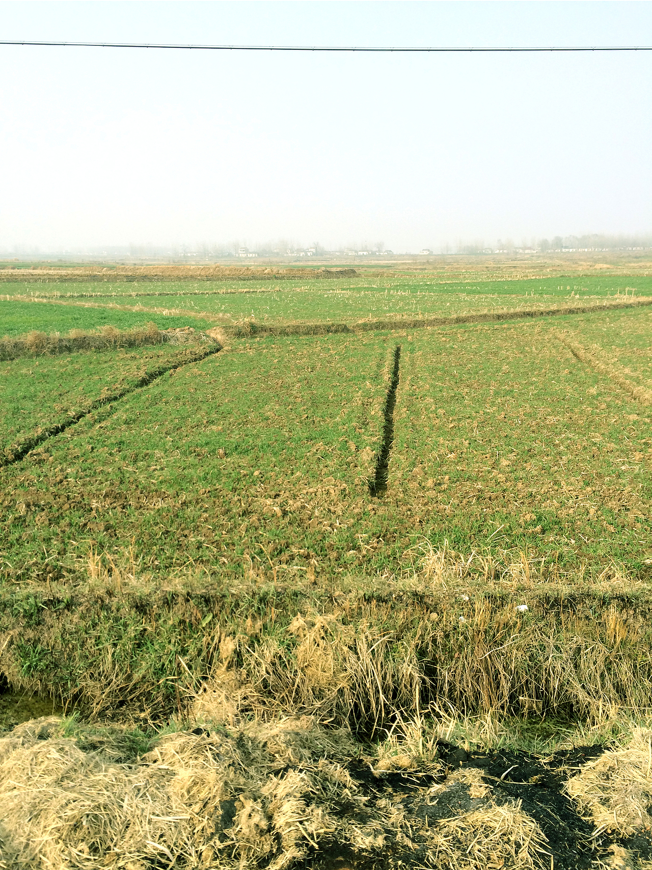 等春天来临时,绿色的景象更美丽……