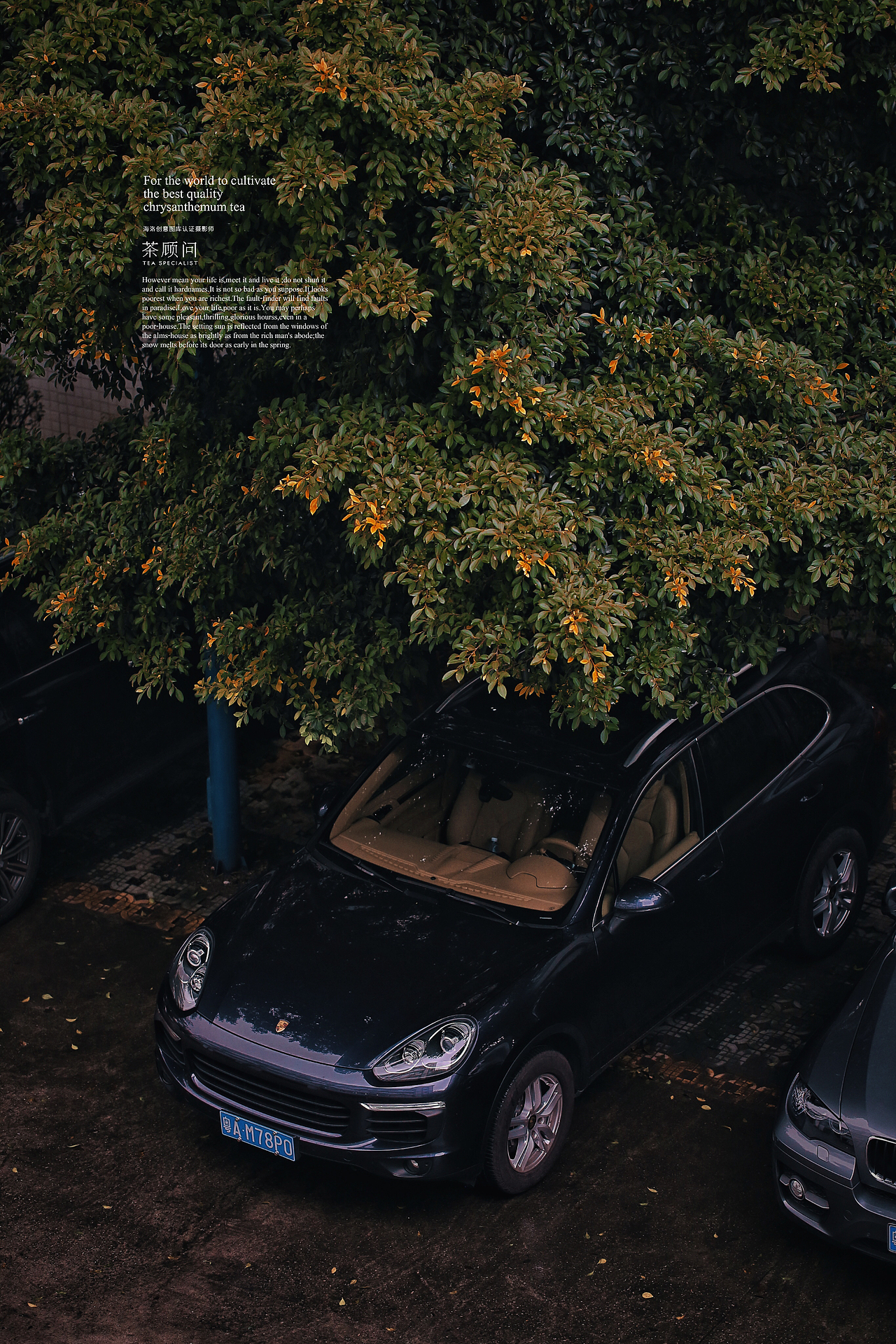 黄四娘家秋意浓