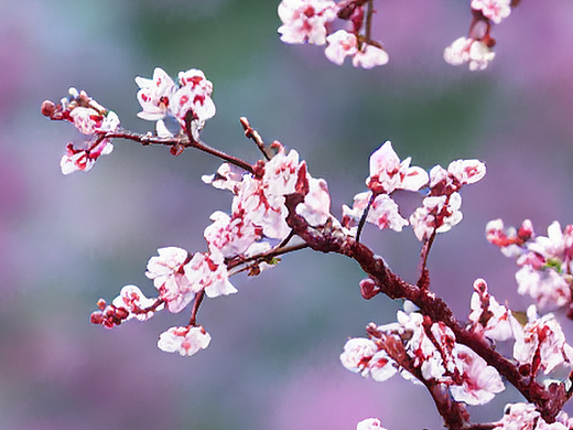 #AI创作实验室#一个树枝上有梅花的画（个人主页-ZNjIzODI5NDg=） - AI作品 - 站酷设计师Z867668485原创素材 - 站酷ZCOOL