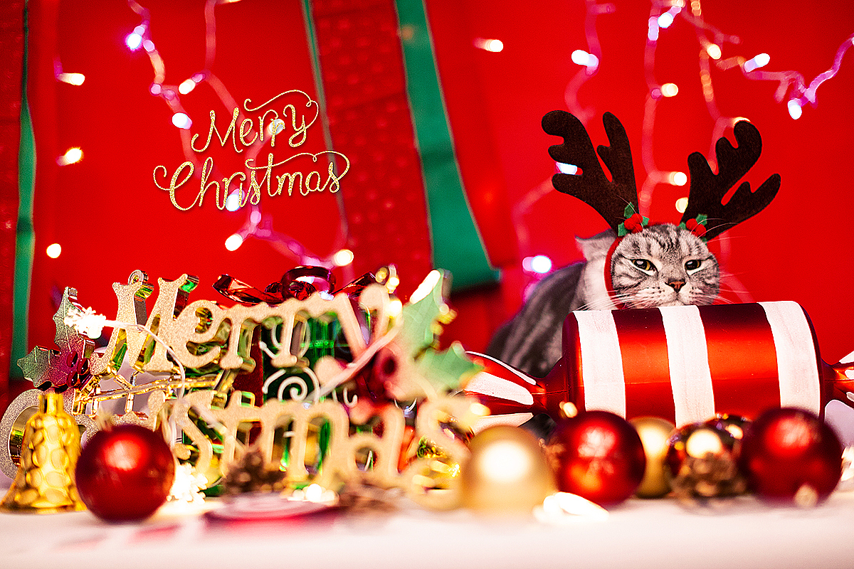 mimo的圣诞（图ZMTM5NTEwMjQw） - 宠物摄影 - 站酷设计师陈家启原创素材 - 站酷ZCOOL