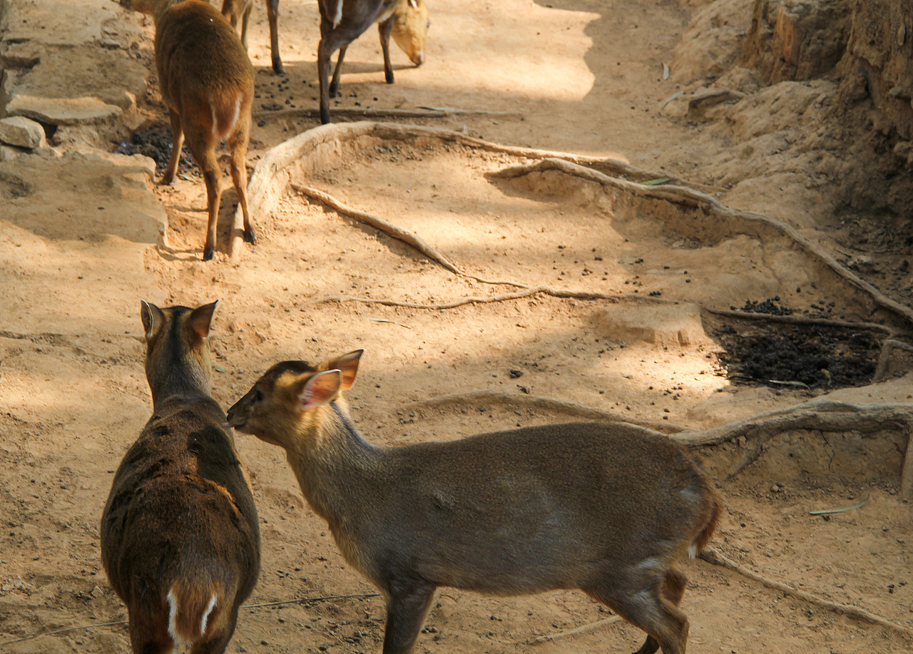 万物可爱（图ZMTk5OTY3Njg4） - 宠物摄影 - 站酷设计师小红帽JN原创素材 - 站酷ZCOOL