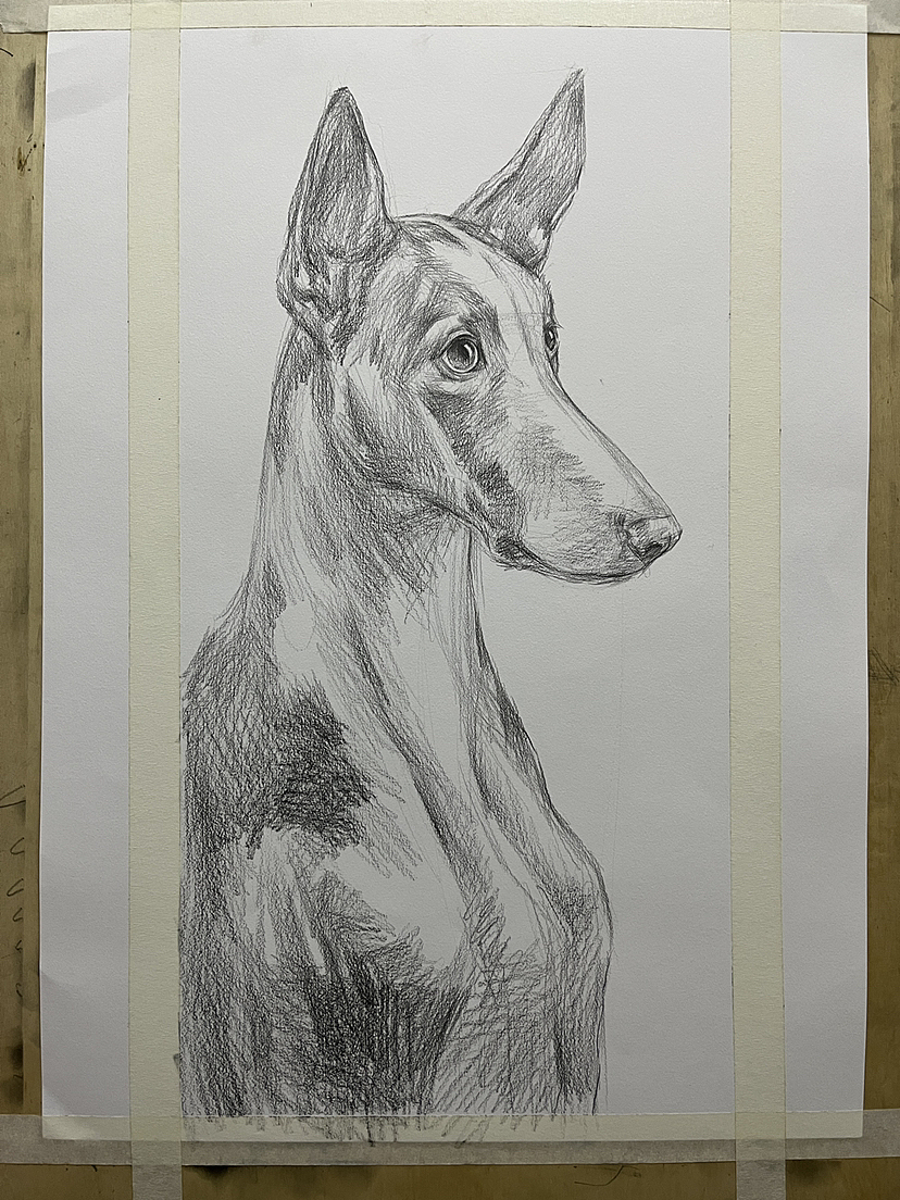 画了一条不知道叫什么的狗！（图ZMzM2NDcwMTg0） - 绘画 - 站酷设计师唐老师的素描课堂原创素材 - 站酷ZCOOL