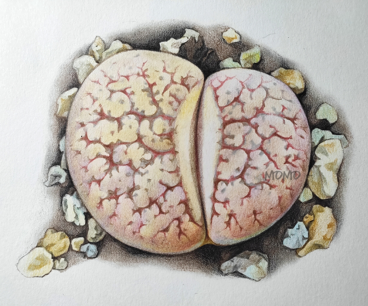 momo的彩铅世界-手绘多肉植物（图ZMjAxMDU3NjY0） - 艺术插画 - 站酷设计师末末的彩铅世界原创素材 - 站酷ZCOOL