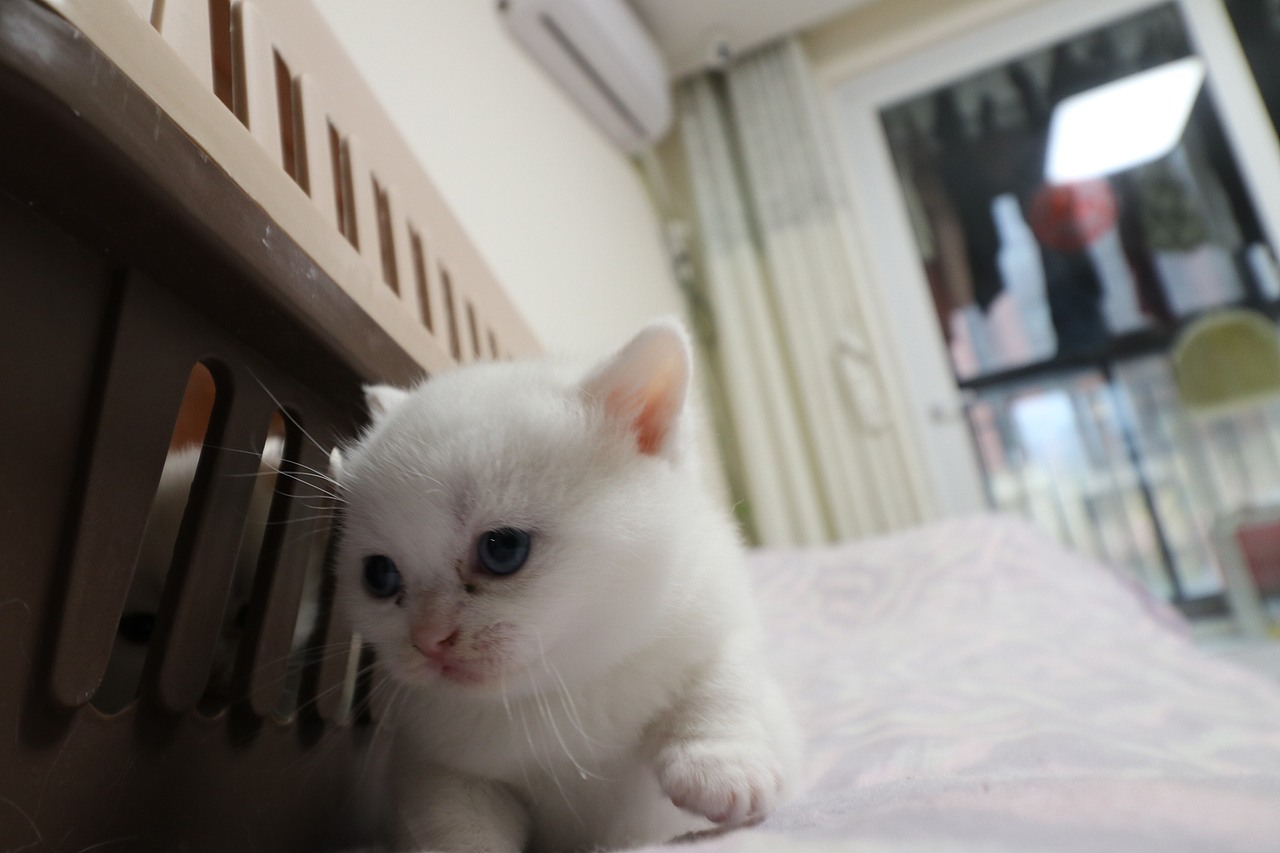 猫 161-英短-纯白-母-五粉-头无灰色毛-23-405g（图ZMjA4NjA3MDA4） - 宠物摄影 - 站酷设计师沐米猫舍原创素材 - 站酷ZCOOL