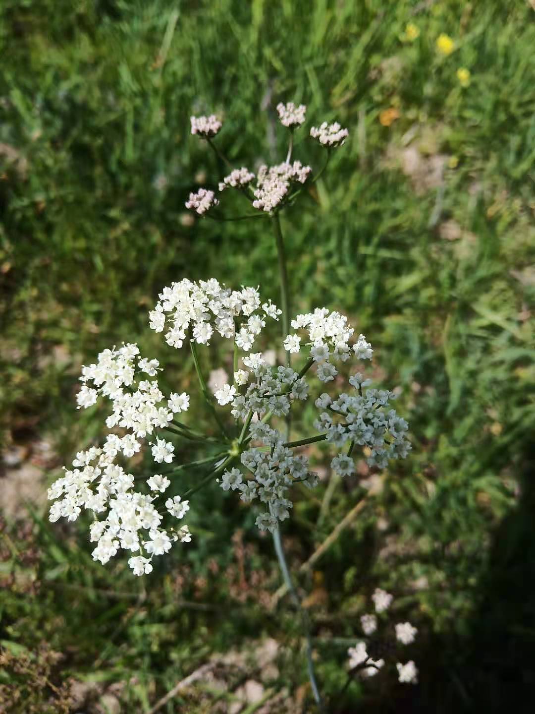 圣地西藏风景,雪山,草木,花朵