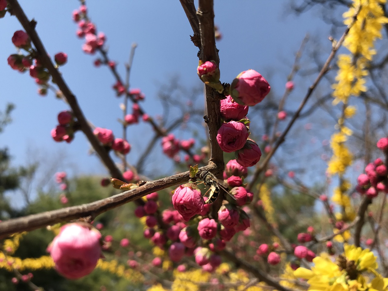 杨飞。苹果前置摄影（图ZMTU0MTczODYw） - 产品摄影 - 站酷设计师杨飞业余摄影原创素材 - 站酷ZCOOL