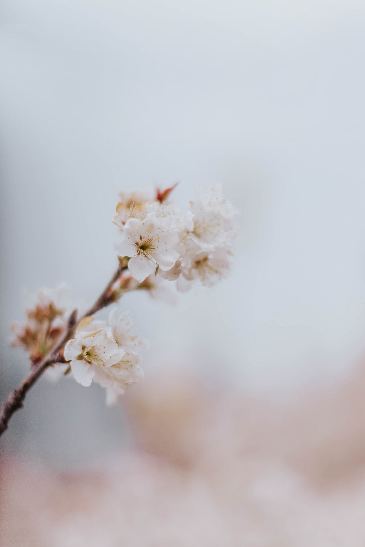 青岛樱花季（图ZMzQyMzYyMDEy） - 风光摄影 - 站酷设计师沐风摄影原创素材 - 站酷ZCOOL