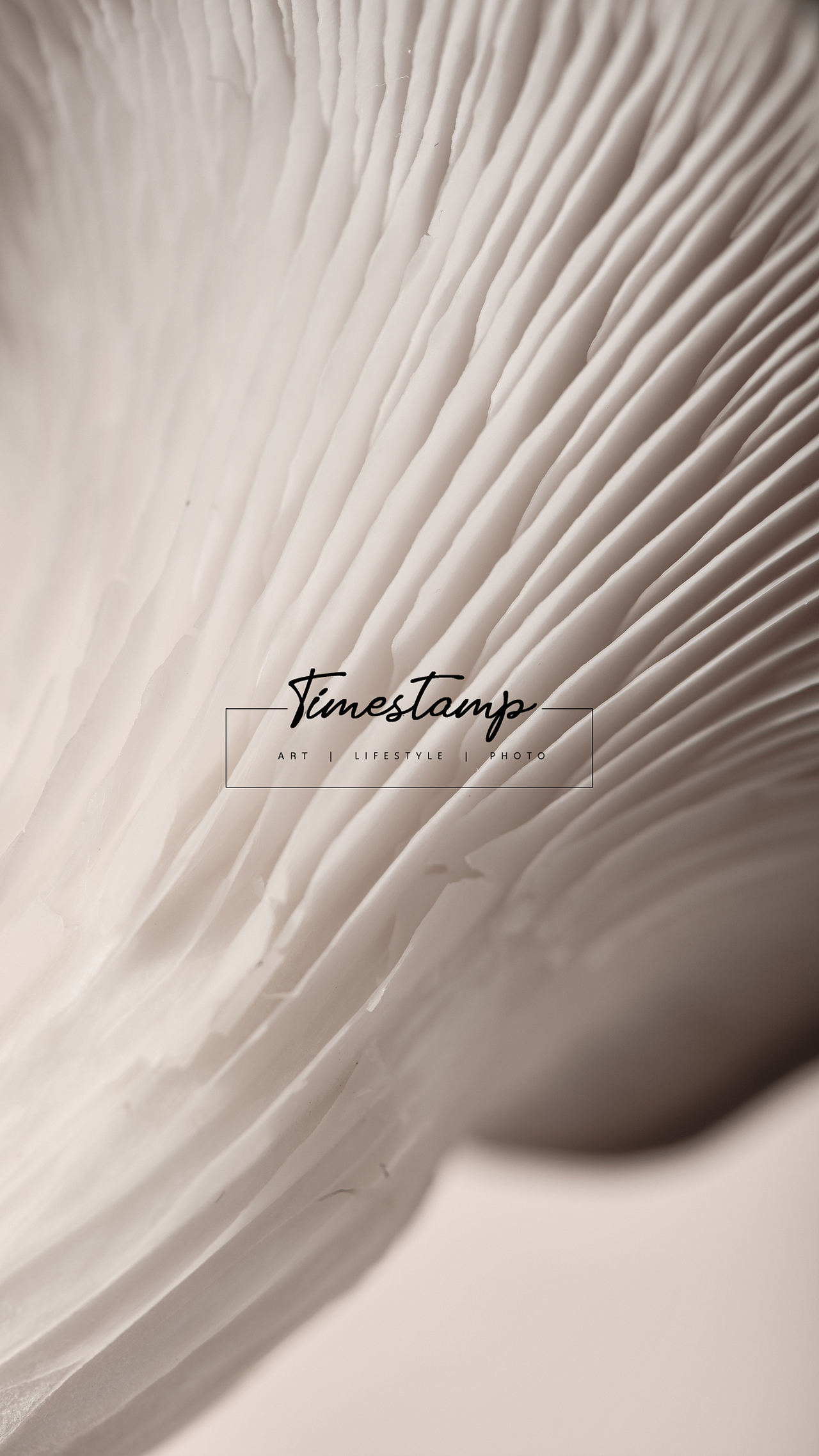 【蘑菇的纹理一直都好美】（图ZMjAxNzExNDgw） - 产品摄影 - 站酷设计师瞌睡蜜蜂原创素材 - 站酷ZCOOL