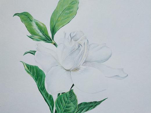 彩铅——栀子花