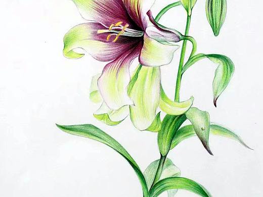 百合花