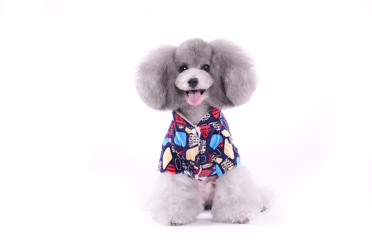 深圳宠物摄影-宠物服装拍摄