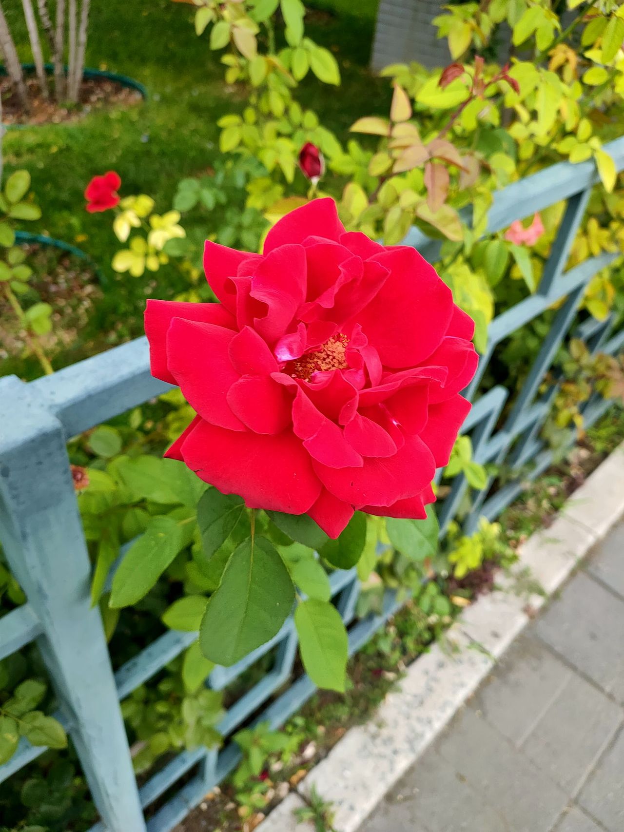 鲜艳的月季花衬托的城市显得更加美丽