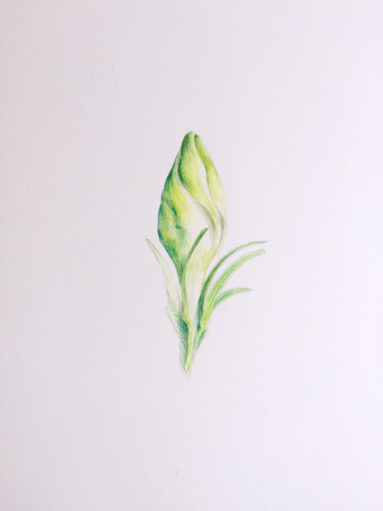 彩铅作品-栀子花开的季节