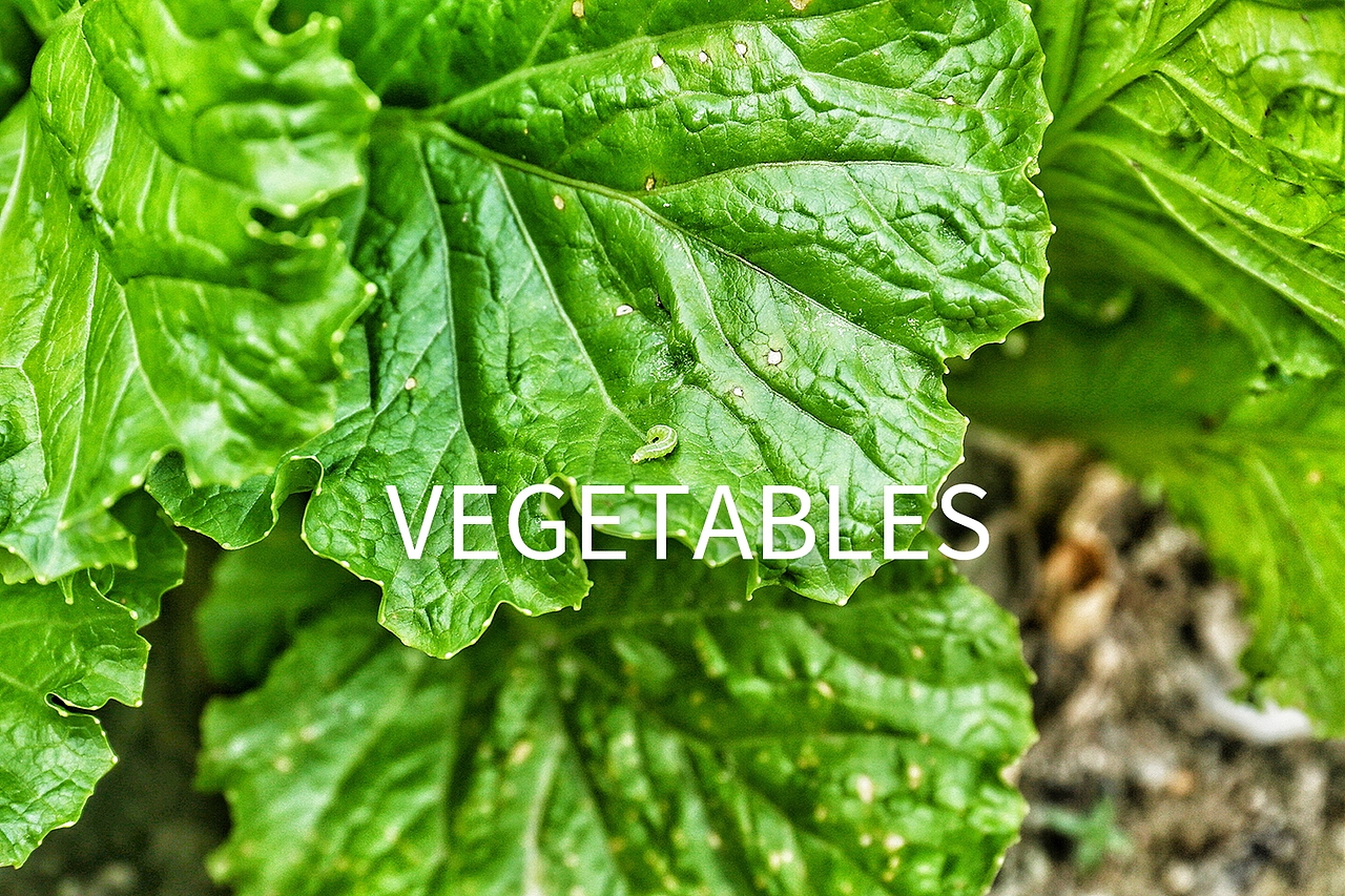 原创作品：个人自由摄影作品/蔬菜/静物/后期