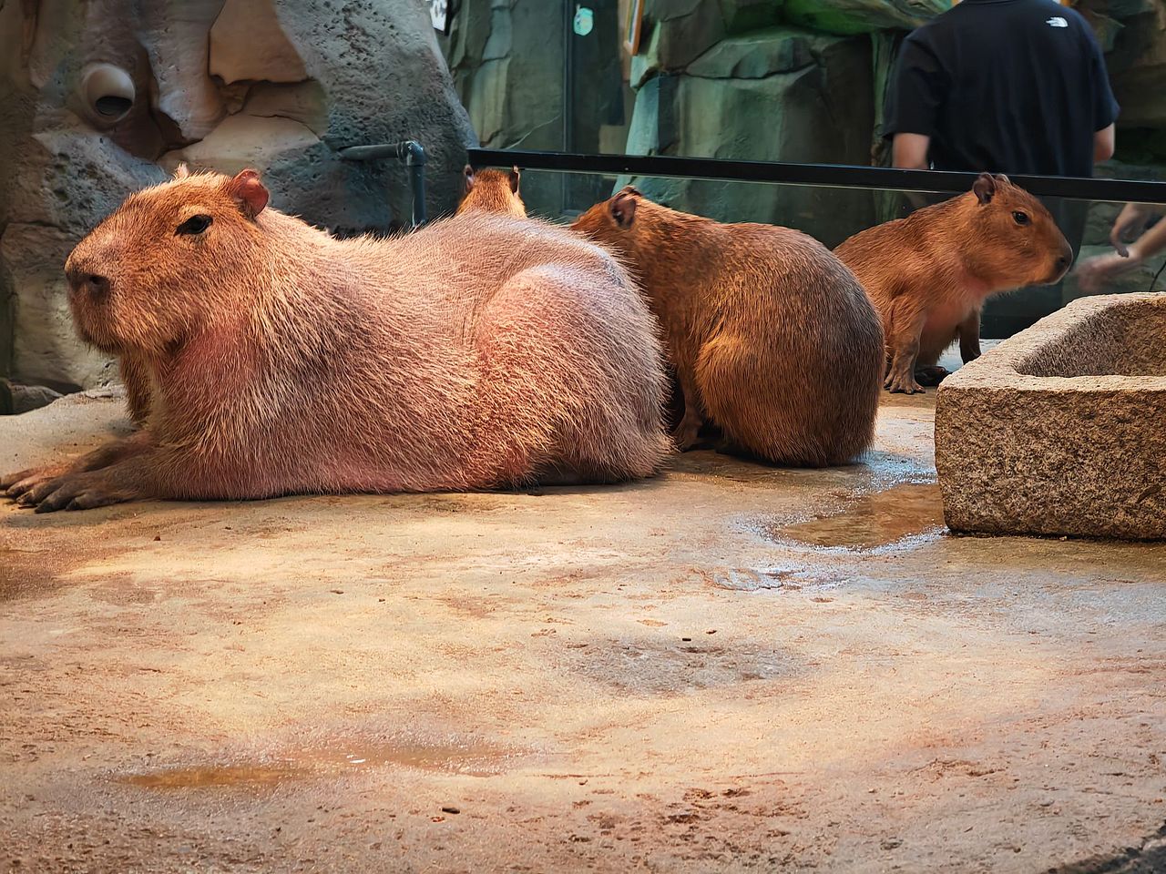 定格人间（图ZMzQzMjI1NDE2） - 宠物摄影 - 站酷设计师君莫笑1121原创素材 - 站酷ZCOOL