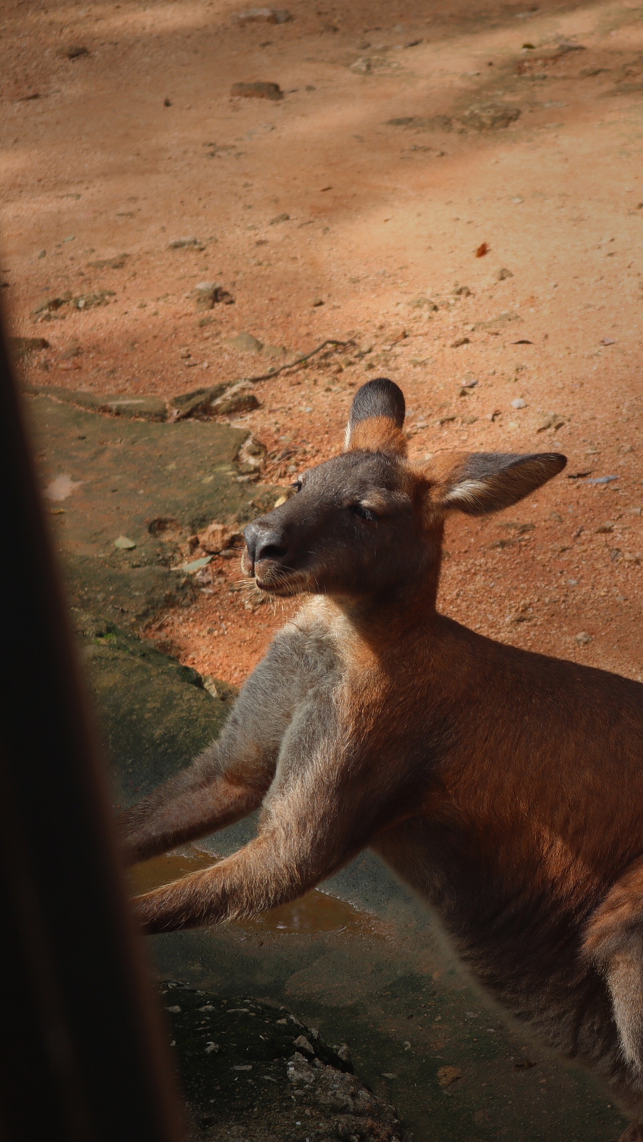 动物园里的他们