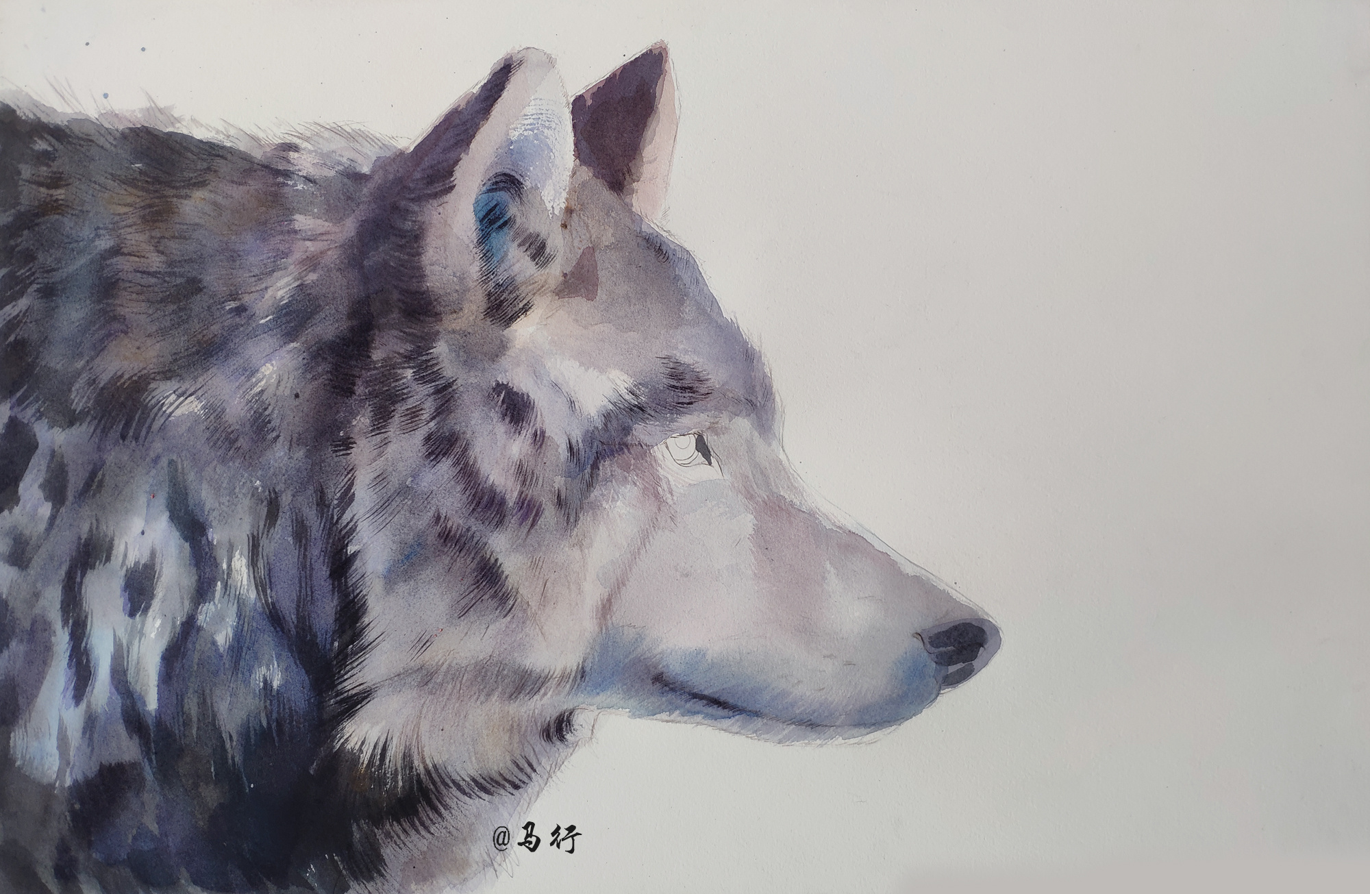 狼|纯艺术|绘画|马行画彩铅 - 原创作品 - 站酷 (zcool)