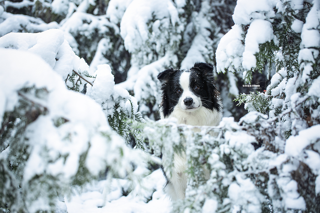 雪景边牧（图ZMjgwNTM3NjE2） - 宠物摄影 - 站酷设计师dantephoto原创素材 - 站酷ZCOOL