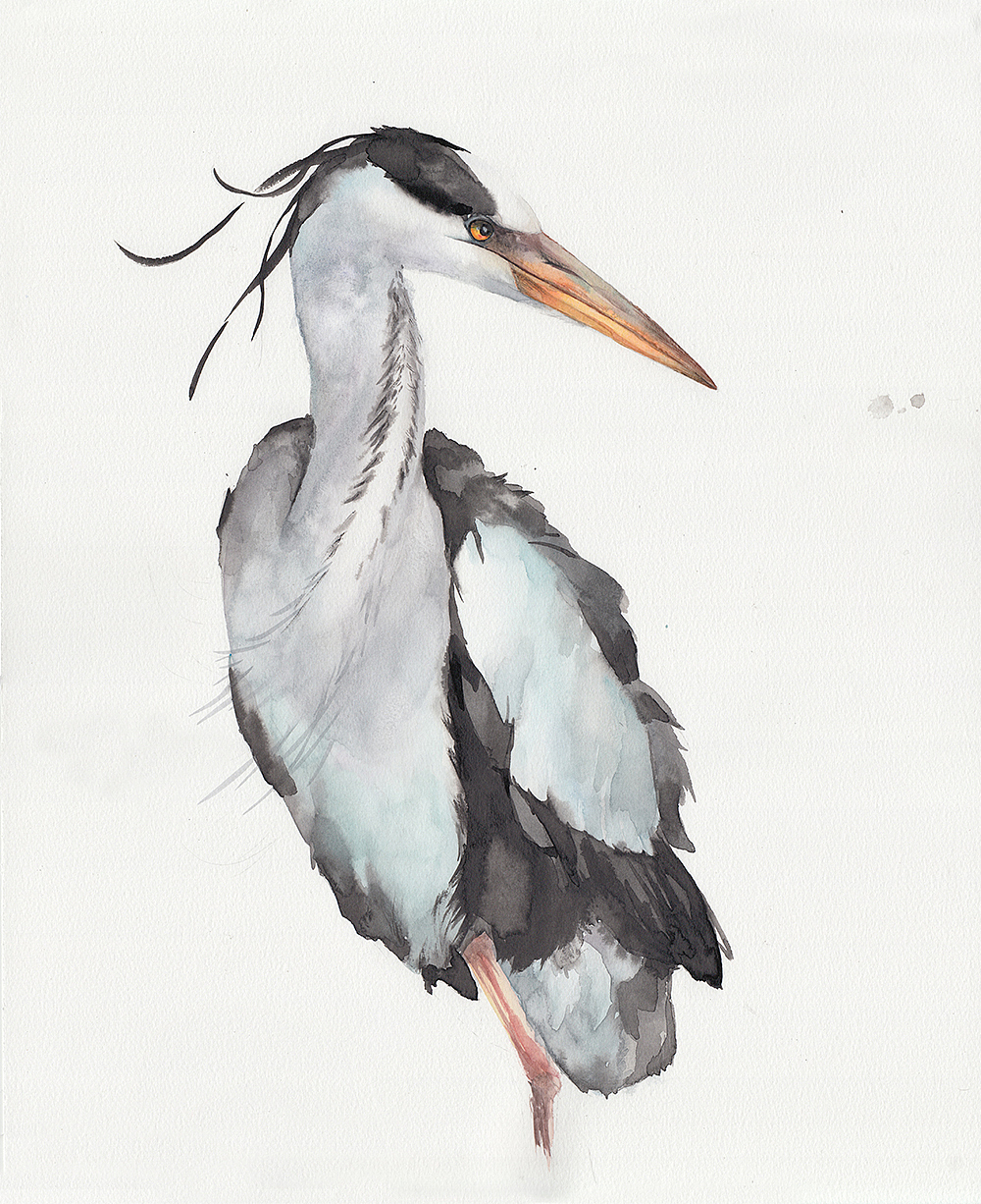 先来一波鹭,这是苍鹭