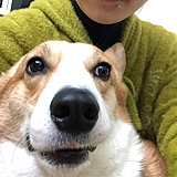 开朗小狗的头像