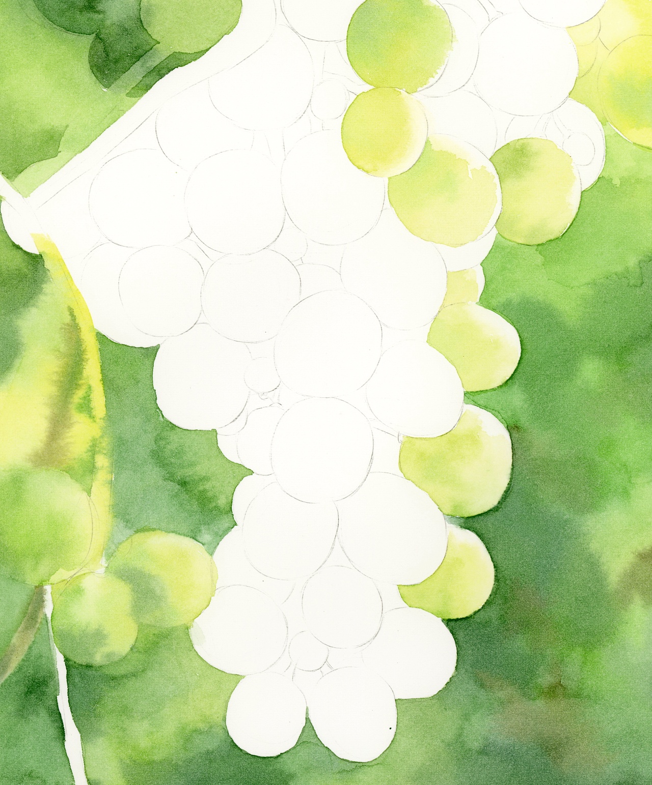 水彩手绘葡萄