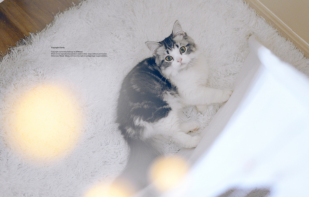 猫父子新生活（图ZODk0OTMyMDQ=） - 宠物摄影 - 站酷设计师AF木头先生原创素材 - 站酷ZCOOL